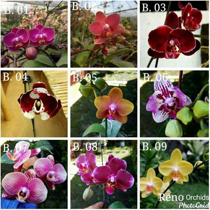 Bibit Botol Anggrek Bulan atau Phalaenopsis hybrid