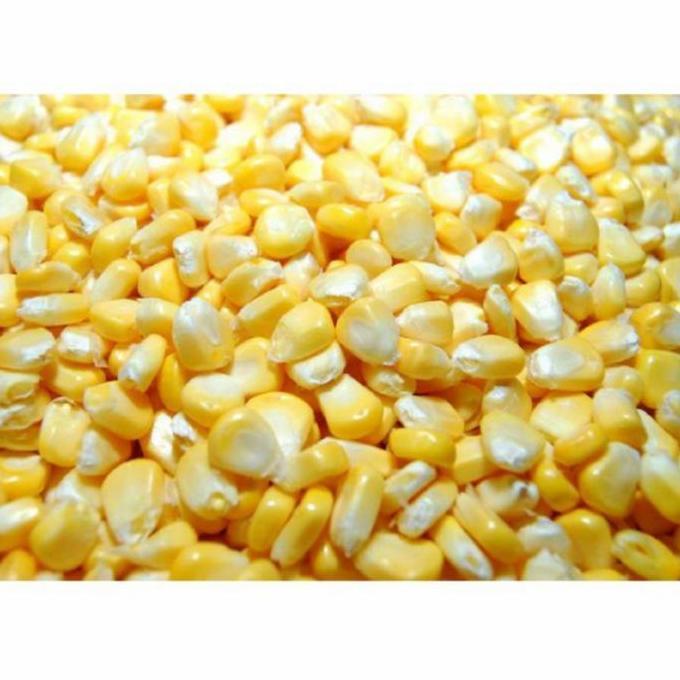 Fruting- Jagung Pipil Manis 1Kg.Jagung Jasuke