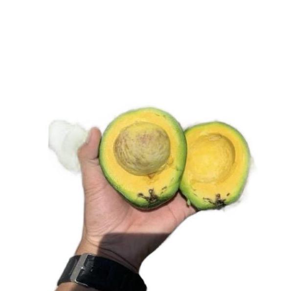 Fruting- Buah Alpukat Mentega Super / Alpukat Mentega