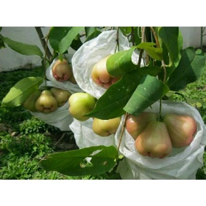 Heigrow Fruit Cover Pembungkus Buah Kain Penutup Tanaman Buah
