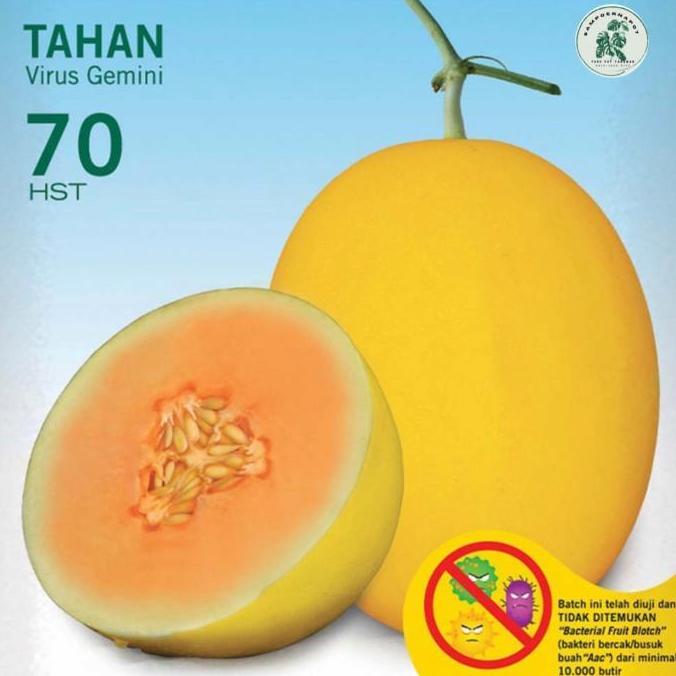 benih bibit melon hibrida alisha f1 cap panah merah - MELON ALISHA F1