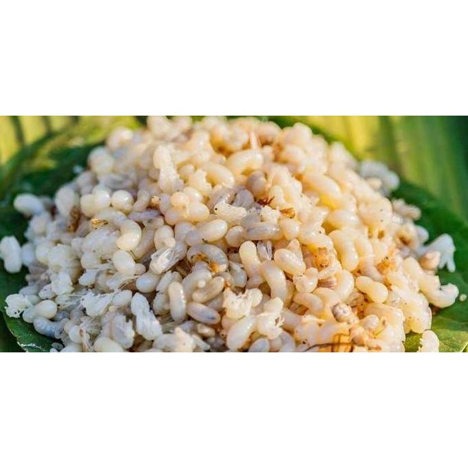 KROTO KHUSUS TELOR BESAR 1KG FRESH PUTIH