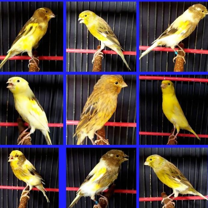 Burung kenari afs bahan body gede gede