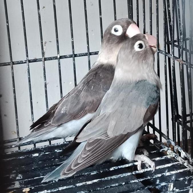 Burung love bird lovebird slaty hitam batman