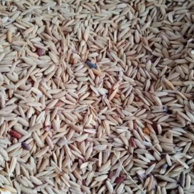 Gabah Beras Merah - Pakan Burung Hamster 1KG