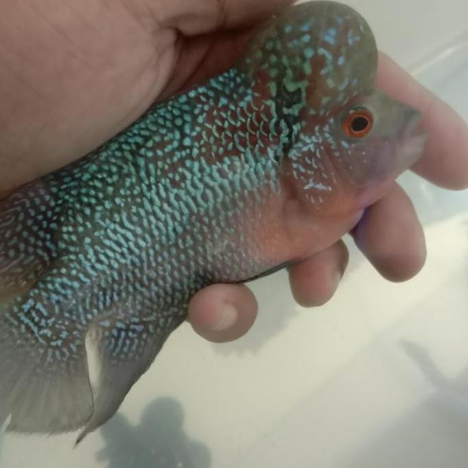 NEW IKAN LOUHAN SRD THAILAND ORI