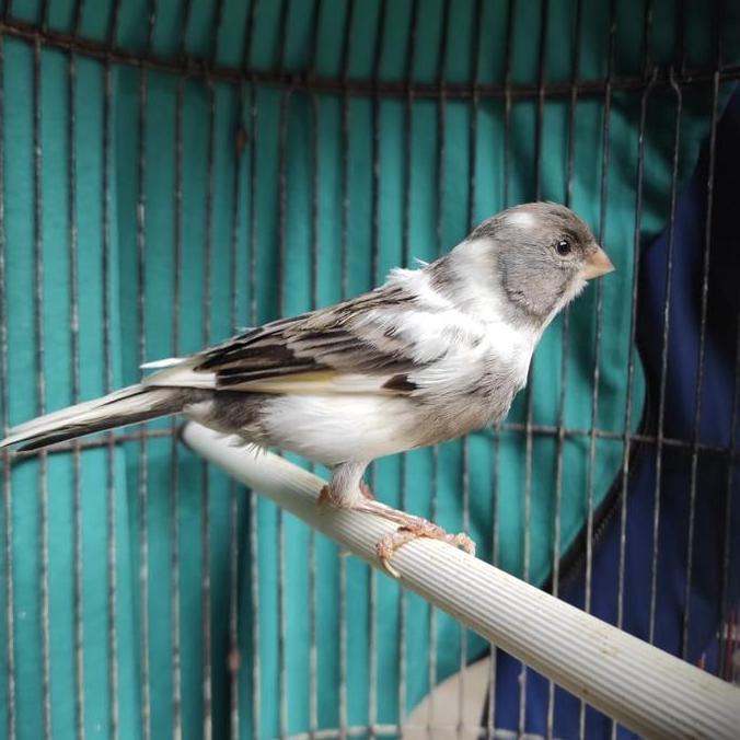 burung kenari loper panda gacor murah
