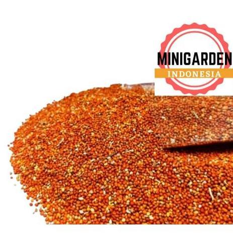 BIJI JEWAWUT KEMASAN 500GR  BIJI KUNYIT JUWAWUT SEKOI FOXTAIL PAKAN BURUNG