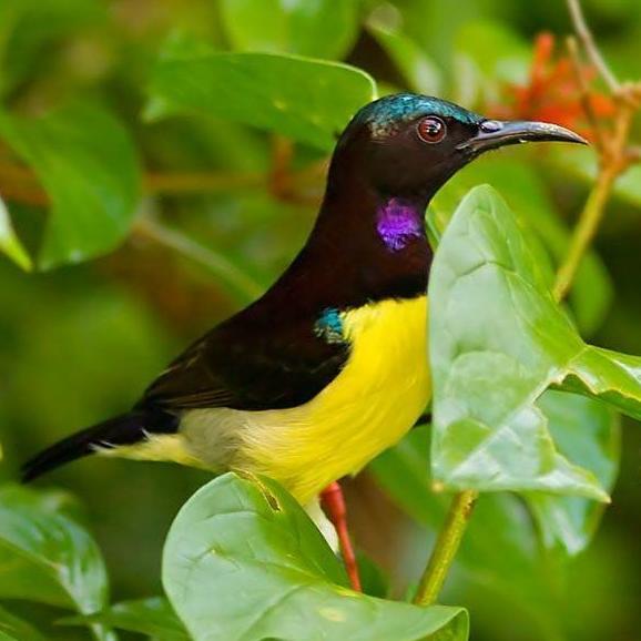 burung kolibri kelapa pilihan