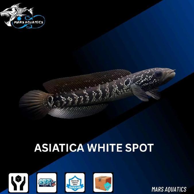 IKAN HIAS CHANNA ASIATICA IKAN CHANNA ASIATICA