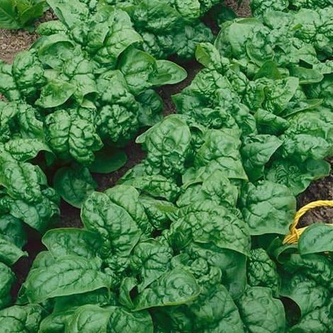 Benih Bibit Biji - Spinach Bloomsdale Long Standing (Spinacia oleracea) Seeds - IMPORT