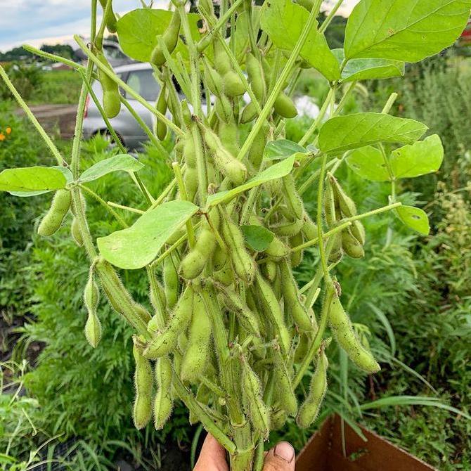 Benih Bibit Biji - Kacang Edamame Kedelai Jepang Seeds (Varietas Ryoko 75)