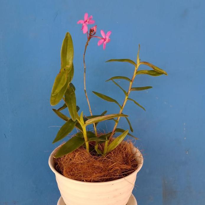 anggrek tanah epidendrum ungu