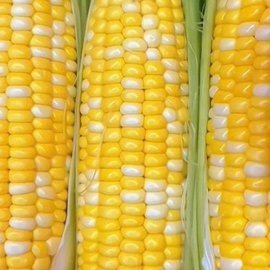 Jagung Thailand (Beli 3 gratis 1) Benih jagung manis Thailand / Lezat, renyah, berair / Hasil tinggi