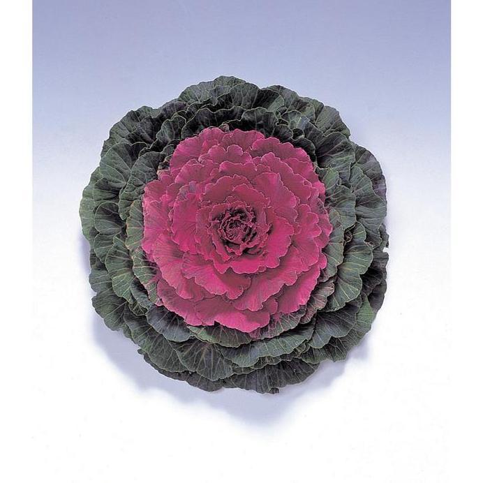 Benih Bibit Biji - Flowering Kale Pigeon Red F1 Kale Ornamental Seeds - IMPORT