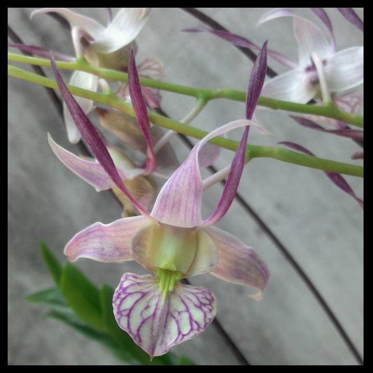 Promo / [ Dewasa ] Dendrobium Leporinum