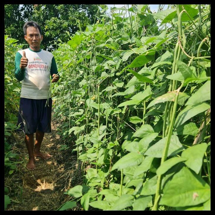 Promo / Benih Kacang Panjang Lambardo 500 Gram Bintang Asia