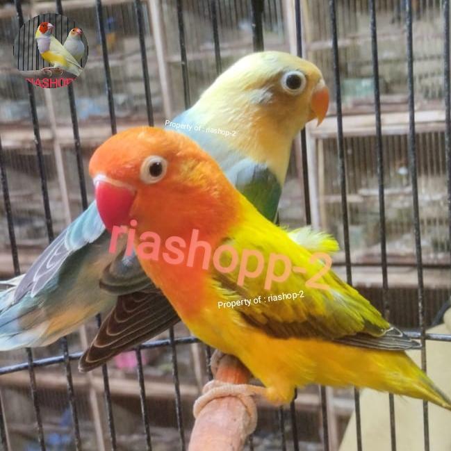 burung lovebird sepasang dewasa ewing gold vs PB mewah istimewa