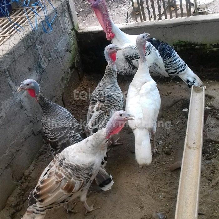 ayam kalkun royal palm turkey