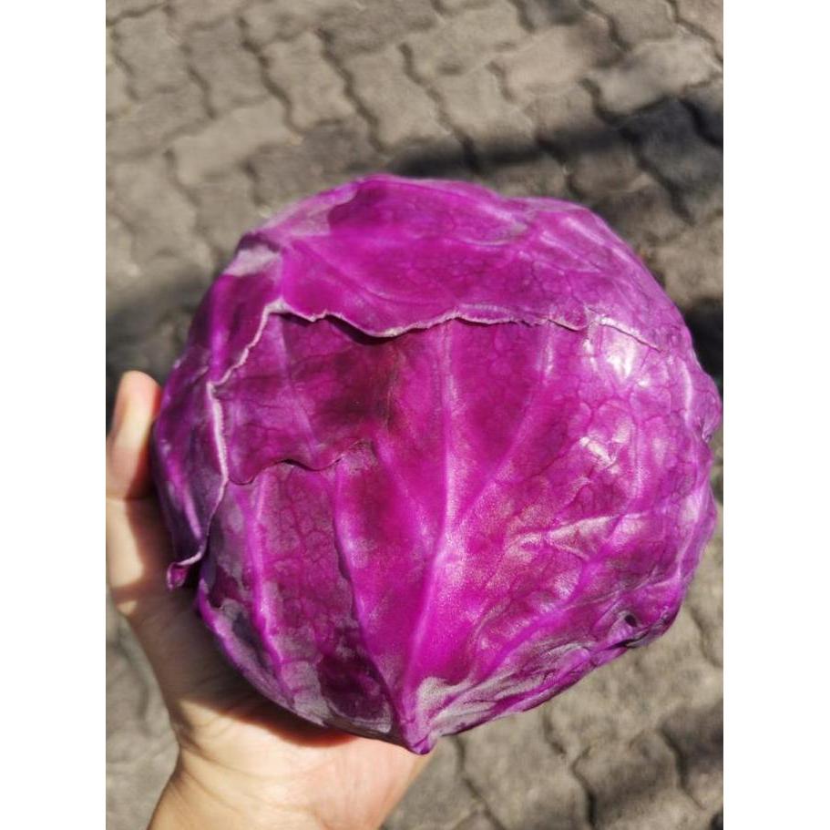 Verdura- Kol Ungu-Kol Merah-Kol Import-1Kg