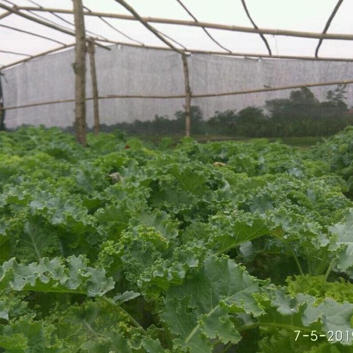 Glasrai- Ab Mix Premium 1 Liter ( Sayur Daun )