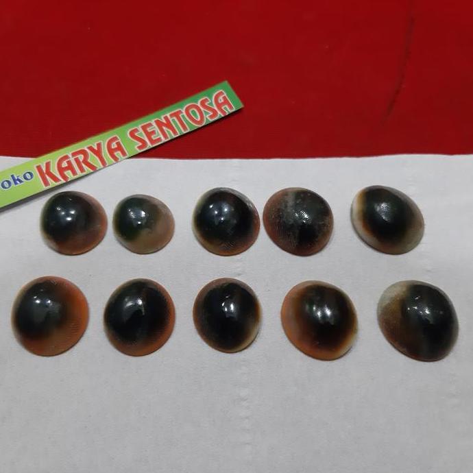 New  sepaket 10pcs keong buntet asli alam