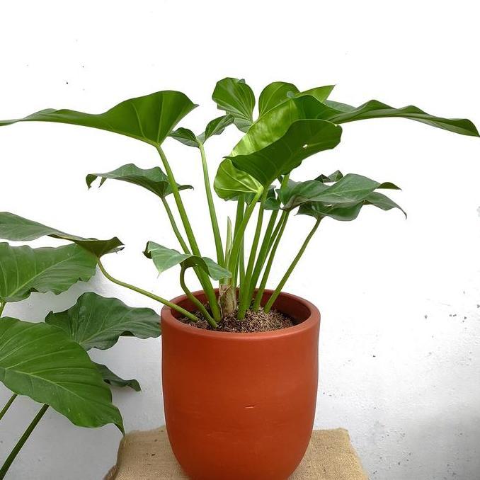 Philodendron Marble / Philo Marble