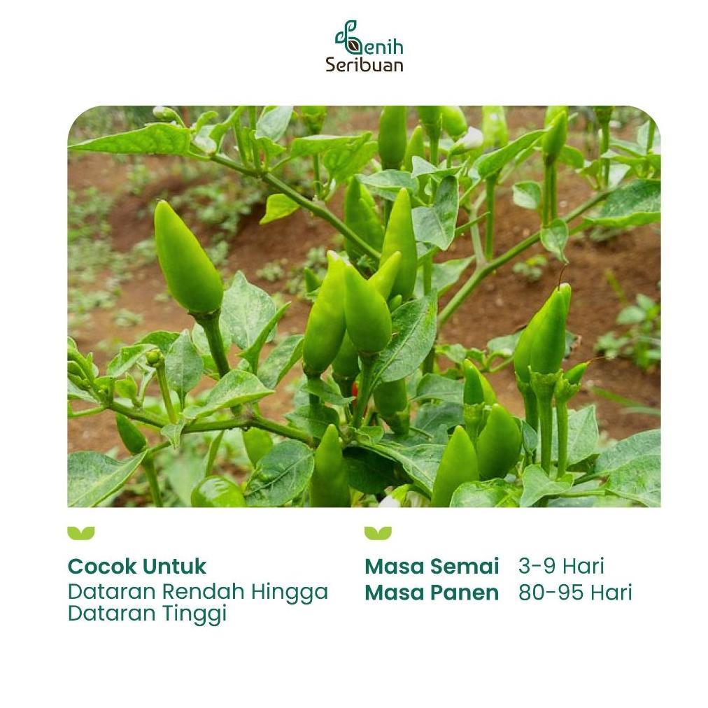 Promo Cod Benih Cabe Rawit Hijau Bibit Cabe Rawit Konsumsi Unggul Tahan Penyakit Benih Seribuan ><