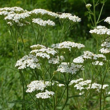 Biji Benih Bibit Seeds Herbal Bunga Anise Adas Manis Edible Flower 100 biji