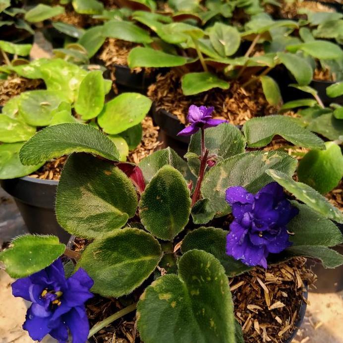 tanaman bunga violet afrika