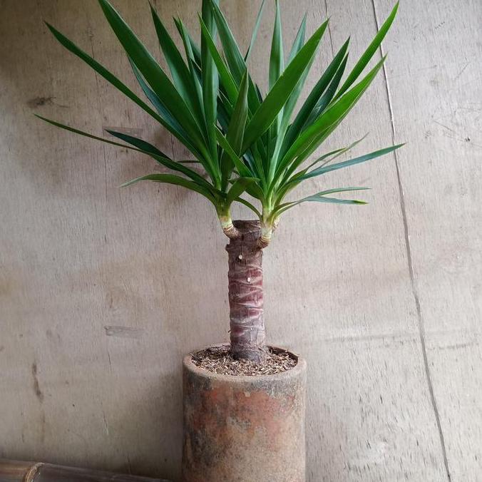 tanaman hias yuca +pot