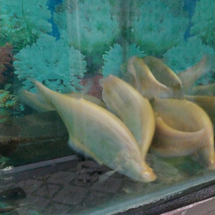 ikan belida albino mata merah