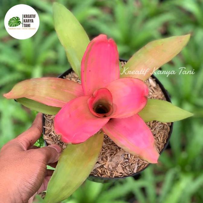 Bromelia pink grass - Bromelia pink gras