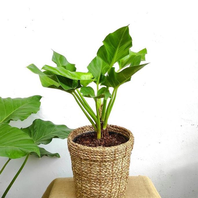 Philodendron Marble / Philo Marble