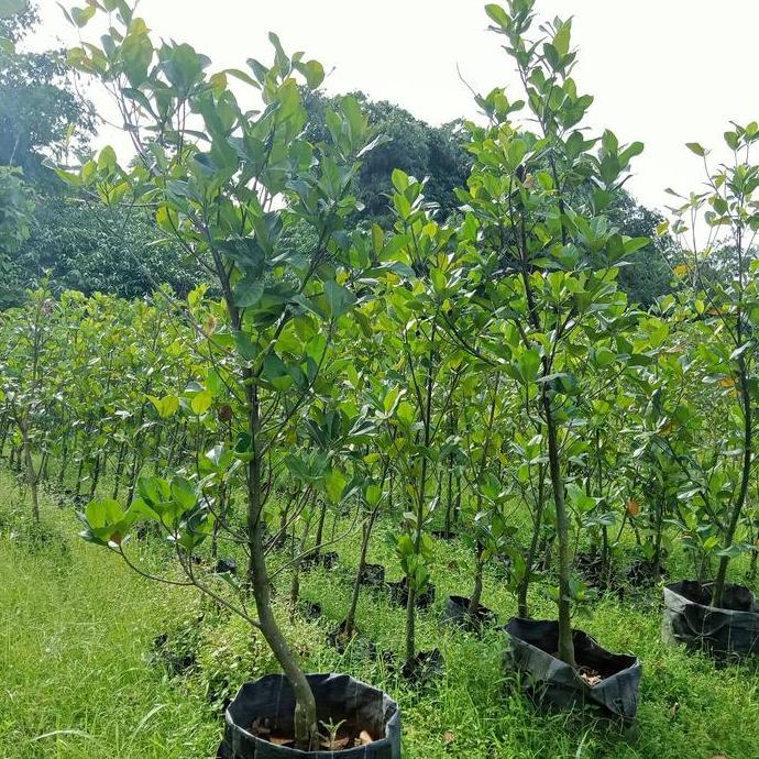pohon nangka | pohon nangka cempedak | nangka pedak