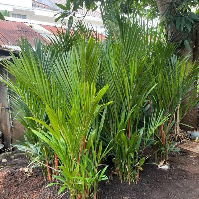Tanaman hias Palem Merah // pohon palem merah 2 meter rimbun