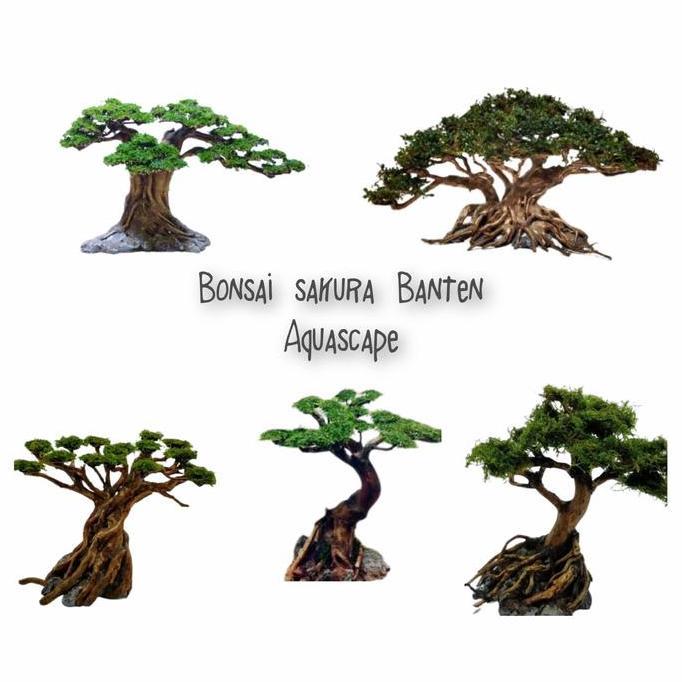 hiasan aquarium pohon bonsai sakura aquascape moss asli