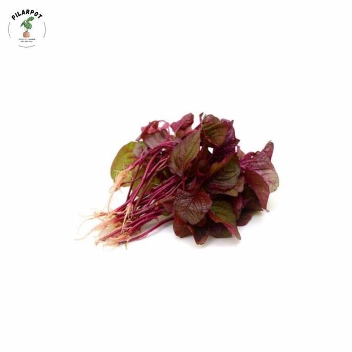 Giardino- Benih Bibit Bayam Merah Mira Cap Panah Merah - Bayam Merah Mira