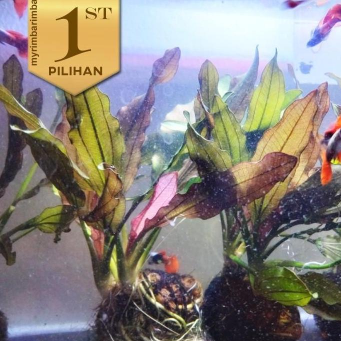 Paket 5 Wabikusa Red Echinodorus Special Rubin Tanaman Air Hiasan Aquascape
