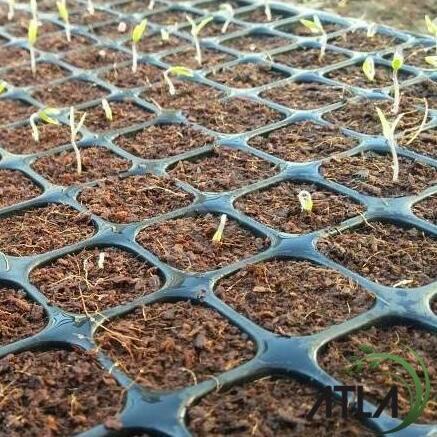 Promo Cod Tray Semai 200 Lubang Traypot Pot Bibit Tray Hidroponik Grosir Kt007 ><