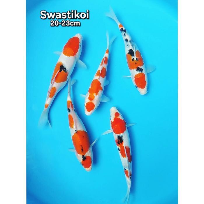 Ikan koi blitar Paket 5 ekor bagus