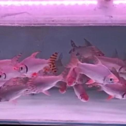 Red Feifeng / American flagtail