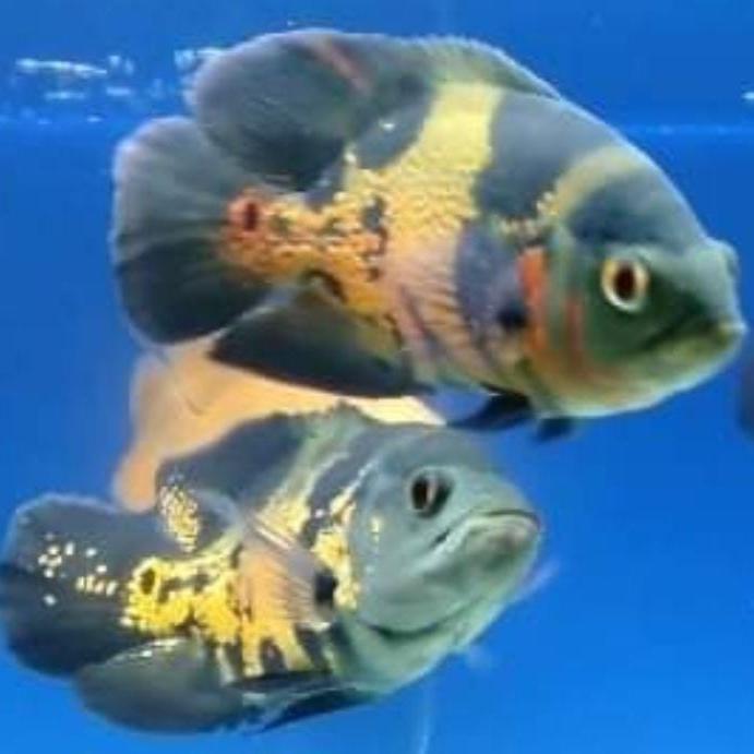 Hiasan Aquarium Ikan Oscar Batik Ikan Hias Predator Mantul