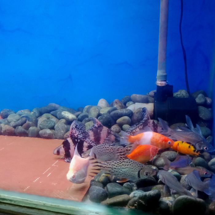 rff red feifeng