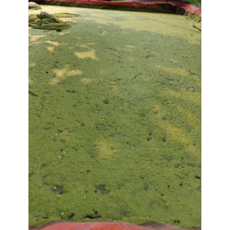Paket Azolla + Lemna + Wolffia