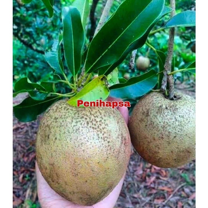 Bibit Sawo Jumbo Amerika Super Cepat Berbuah