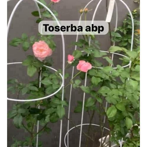 Rak Bunga Tanaman Rambat Besi Putih 100Cm
