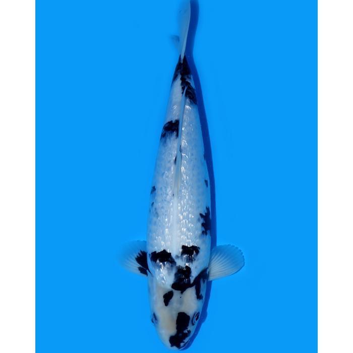 GINRIN SHIRO UTSURI SQ Show Quality 39cm Ikan Koi Lokal Blitar