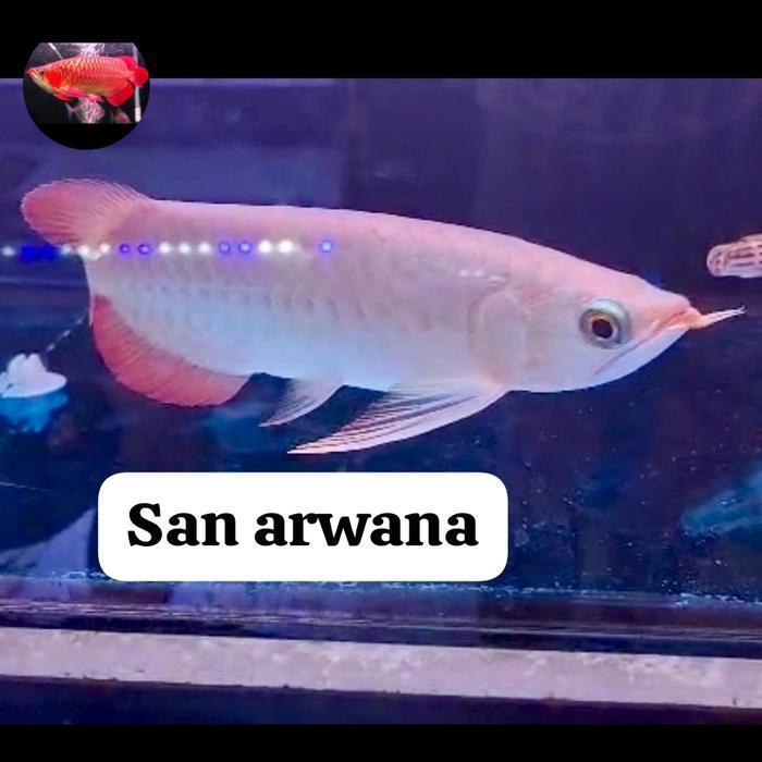 ikan sr unik arwana super red arwana sr ITL