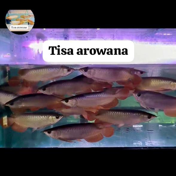 ikan arwana super red bluebase arowana sr Kalimantan barat grade A